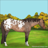 Horse Color:Bay Dun Appaloosa Brindle 