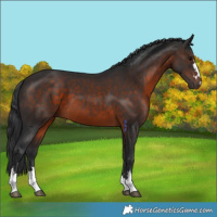 Horse Color:Brown 
