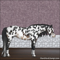 Horse Color:Brown Sabino Splash Appaloosa 