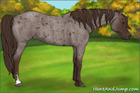 Horse Color:Liver Red Roan Sabino 