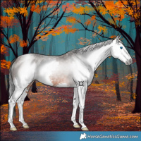 Horse Color:Gray Bay Splash 