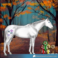 Horse Color:Gray White Spotted Chocolate Brown Dun Splash Tobiano 