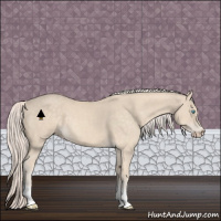 Horse Color:Cremello Tobiano 