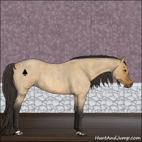 Horse Color:Buckskin Roan Dun 