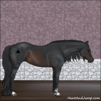 Horse Color:Brown Sabino 