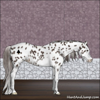 Horse Color:Liver Chestnut Sabino Splash Appaloosa 
