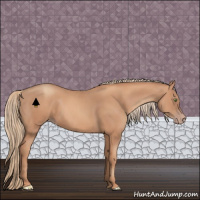 Horse Color:Gold Champagne 