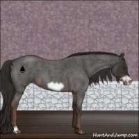 Horse Color:Liver Red Roan Frame 