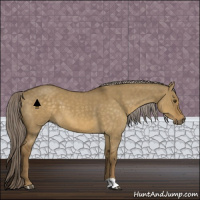 Horse Color:Chocolate Palomino Dun 