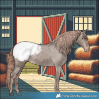 Horse Color:Liver Red Dun Appaloosa Brindle 
