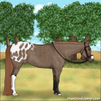 Horse Color:Liver Red Dun Appaloosa Brindle