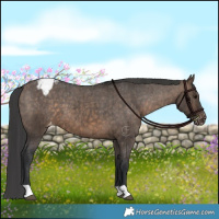 Horse Color:Brown Dun Appaloosa Brindle
