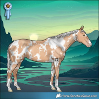 Horse Color:White Spotted Silver Amber Champagne