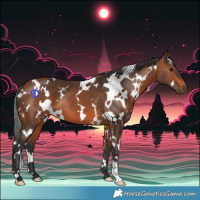 Horse Color:White Spotted Bay 