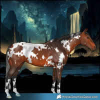 Horse Color:White Spotted Bay 