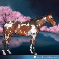 Horse Color:White Spotted Bay Varnish 