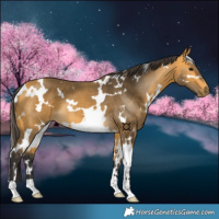 Horse Color:White Spotted Buckskin 
