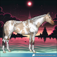 Horse Color:White Spotted Bay Dun