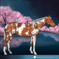 Horse Color:White Spotted Silver Bay 