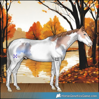 Horse Color:Chestnut Splash Tobiano