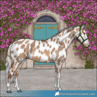 Horse Color:Red Dun Mushroom Near Leopard Brindle 