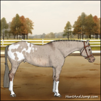 Horse Color:Liver Red Dun Mushroom Appaloosa Brindle 