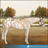 Horse Color:Red Dun Mushroom Appaloosa Brindle