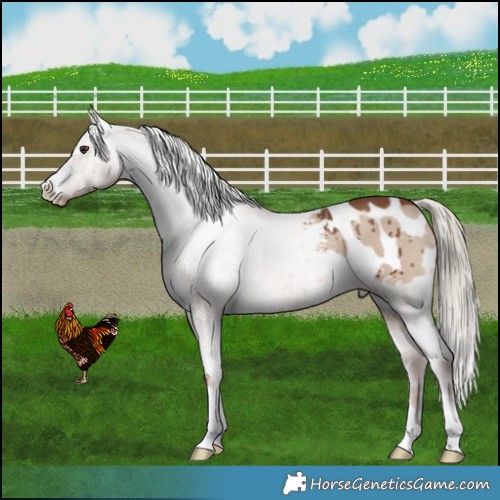 Horse Color:Red Dun Mushroom Appaloosa Brindle 