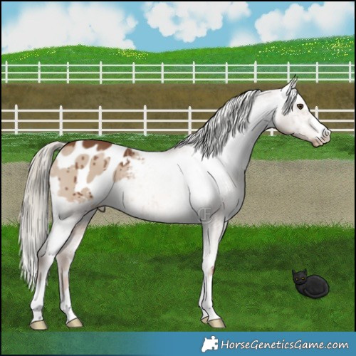 Horse Color:Red Dun Mushroom Appaloosa Brindle 