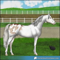 Horse Color:Red Dun Mushroom Appaloosa Brindle 