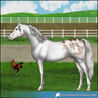 Horse Color:Red Dun Mushroom Appaloosa Brindle 