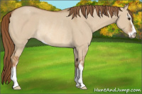 Horse Color:Red Dun Sabino Appaloosa Rabicano 