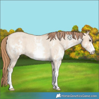 Horse Color:Red Dun Sabino Varnish Rabicano 