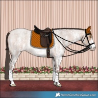 Horse Color:Amber Champagne Roan Sabino Rabicano 
