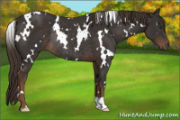 Horse Color:White Spotted Liver Chestnut Rabicano 
