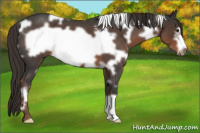 Horse Color:White Spotted Liver Red Roan Frame 