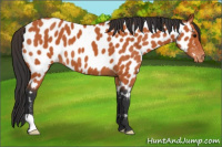 Horse Color:Bay Near Leopard 