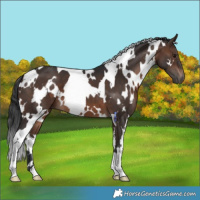 Horse Color:White Spotted Brown 