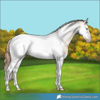 Horse Color:Chocolate Buckskin Dun Splash Tobiano Frame Snowcap 
