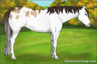 Horse Color:Buckskin Dun Sabino Splash Near Leopard 