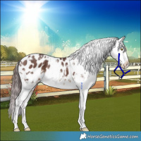 Horse Color:White Spotted Chocolate Brown Dun Blanket Brindle 
