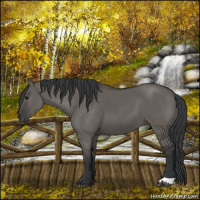 Horse Color:Grullo 