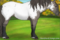 Horse Color:Grullo Appaloosa