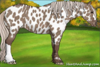 Horse Color:Silver Grullo Near Leopard 