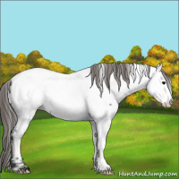 Horse Color:Grullo Appaloosa 