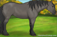 Horse Color:Grullo 