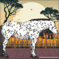 Horse Color:Grullo Appaloosa 