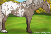 Horse Color:Silver Grullo Roan Appaloosa