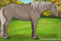 Horse Color:Silver Grullo Appaloosa