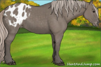 Horse Color:Silver Grullo Appaloosa 